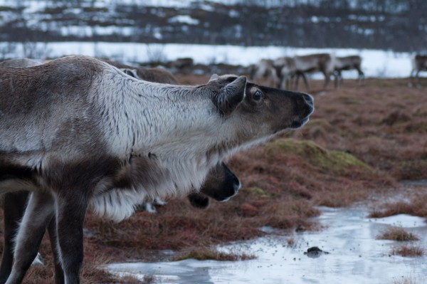 Tromsø, Norwegen 2014, Pentax K-7