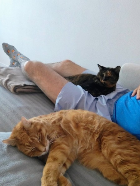 cats.jpg
