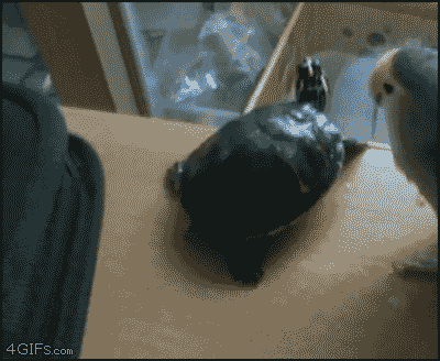 kNuou.gif